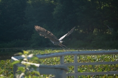 BIF with Contax 100mm f3.5 MM Lens