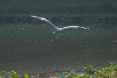 Crop of Blue Heron