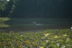 Contax 100mm f3.5 Blue Heron