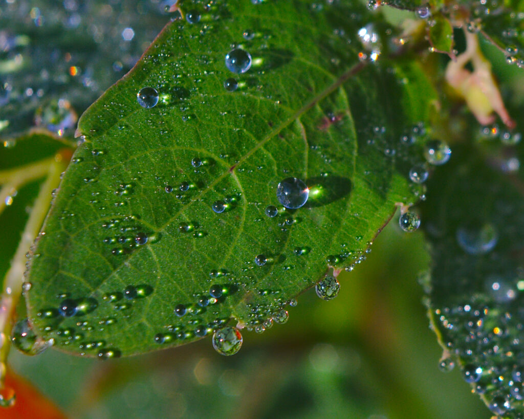 Water on a leaf. Shot with CONTAX Zeiss 28-85mm lens