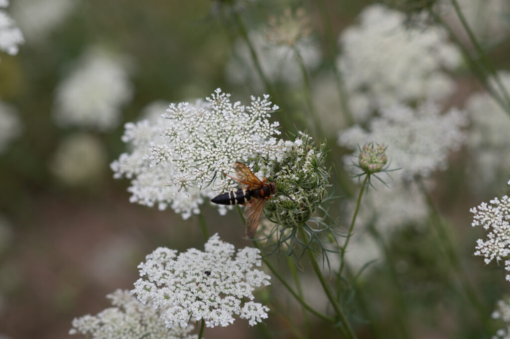 A bee, taken with the Contax Zeiss 180mm f2.8 lens.