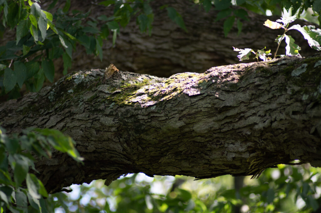 A tree in light to show possible CA of the Contax 300mm f4.