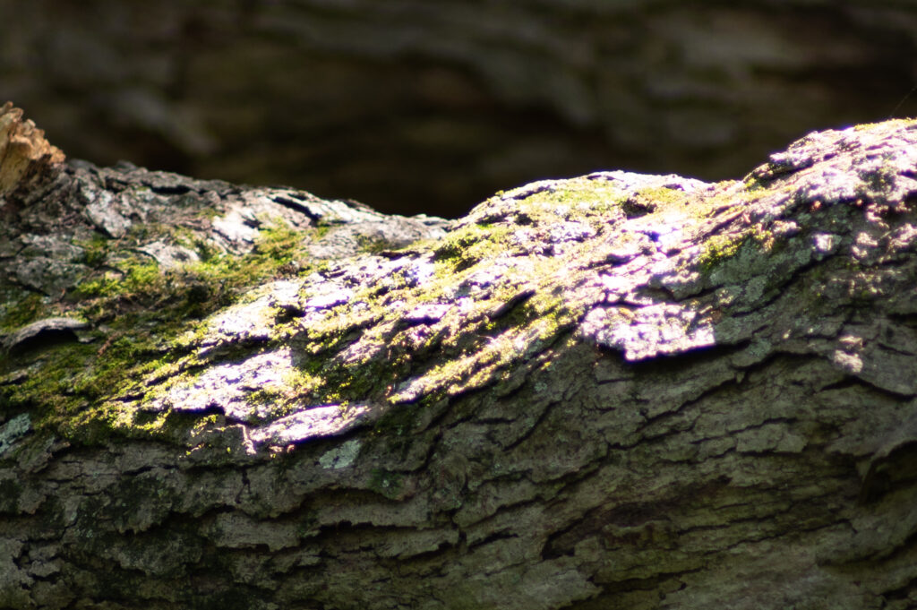 Heavy crop to show chromatic aberration of the Contax Zeiss 300mm f4.