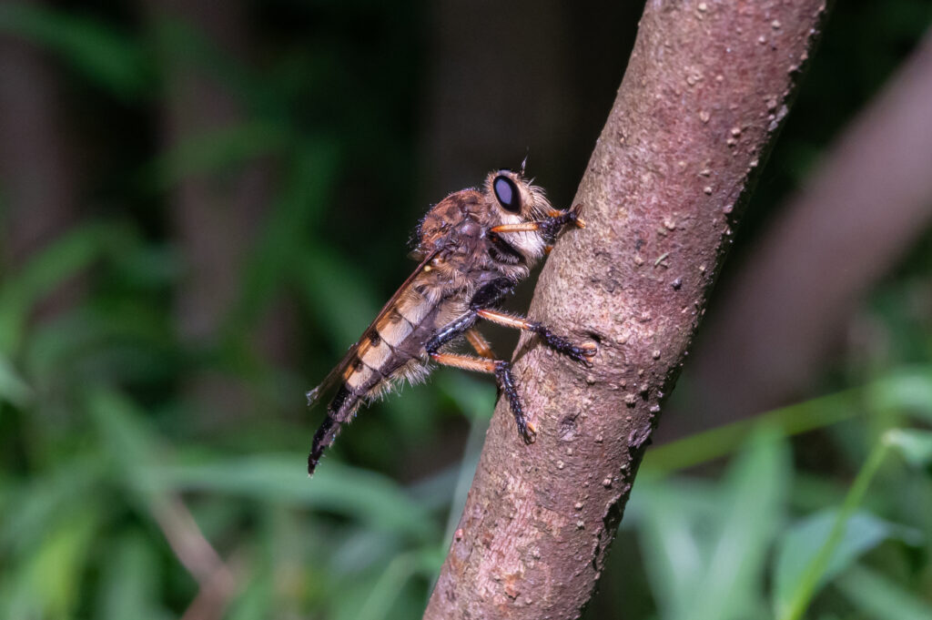 Robber fly shot with extension tubes and CONTAX Zeiss 28-85mm lens.